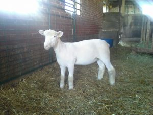 4-H Ewe Lamb