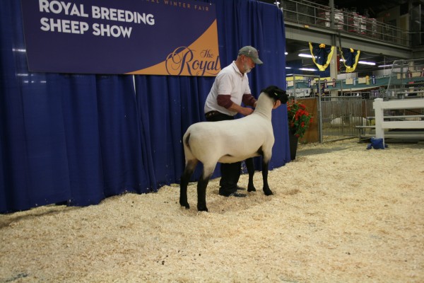 Ridgeline 55A is the kind of ewe we are striving to produce. Big bodied, high volume, long sided, heavily muscled and an easy keeping ewe. She is bred to Mastine Cruizer 7B and we are eagerly awaiting her first set of lambs. a