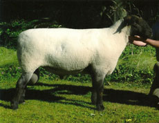 Kilannan 1P is the ram we decided would take us in the direction we wanted to head with the Suffolks. He is a big bodied, high volume, good headed, heavy boned ram that has left some good lambs in the past and hope he will in the future too. a