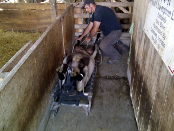 Before the AI process can begin, the ewes have to be loaded onto specially designed carts that allow the ewes to be worked on properly. Thanks to Chris Decaire for helping make the AI process go smoothly. a