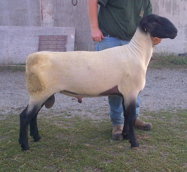 Xerxes is a ram that has some good size and style to him, he is a correct patterned ram that we appriciate for the way he carries himself and the meat that he can produce. a