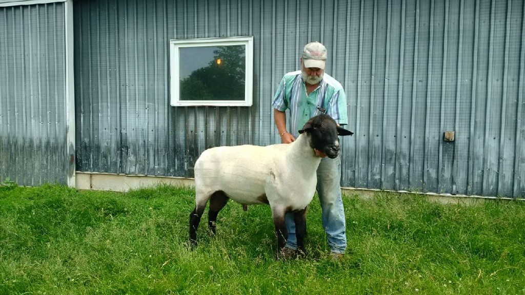 Zeus is one of the best rams we have ever bred. He has a lot of style and eye appeal and is one of the best patterned rams in his hind end that we have seen in quite a while.